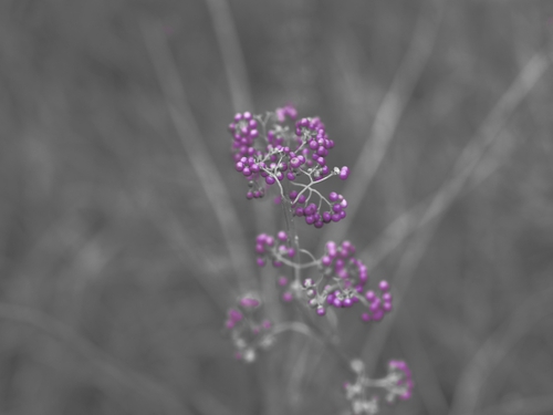 花？ｆｏｔｏ　11月上旬の湿生花園