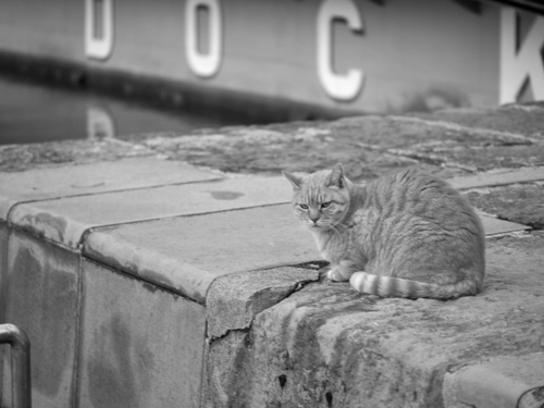 ドックの猫ちゃん　出逢った猫ちゃんシリーズ