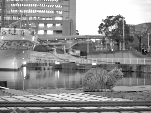 ドックの猫ちゃん　出逢った猫ちゃんシリーズ