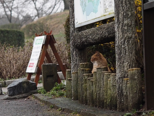 看板ネコ　某公園