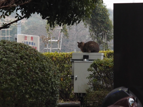 看板ネコ　某公園