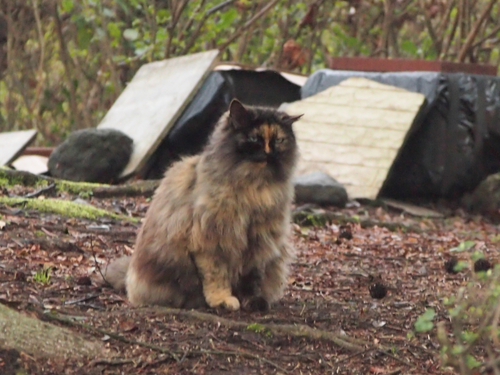 看板ネコ　某公園