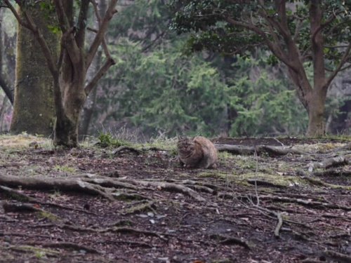 看板ネコ　某公園