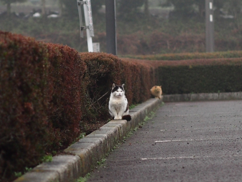 駐車場の野良ネコ達　某公園