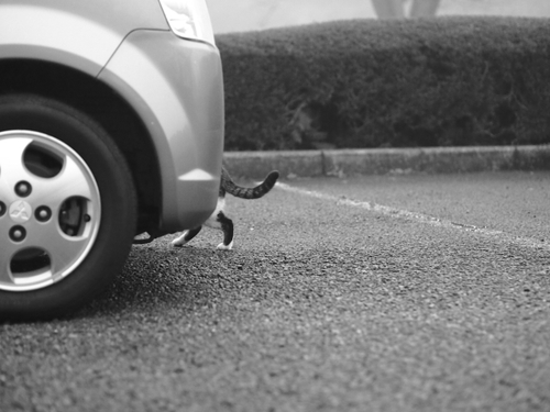 駐車場の野良ネコ達　某公園