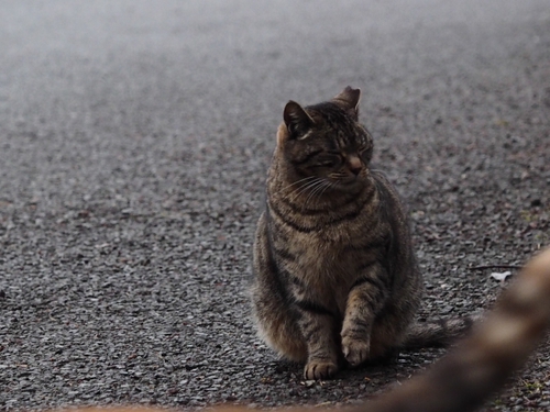駐車場の野良ネコ達　某公園