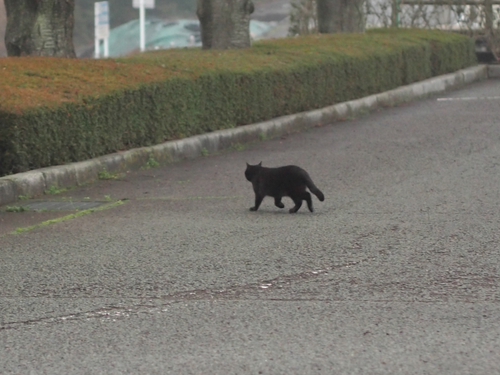駐車場の野良ネコ達　某公園