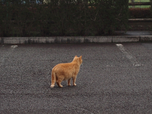 駐車場の野良ネコ達　某公園