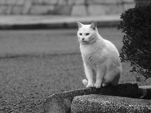 駐車場の野良ネコ達　某公園