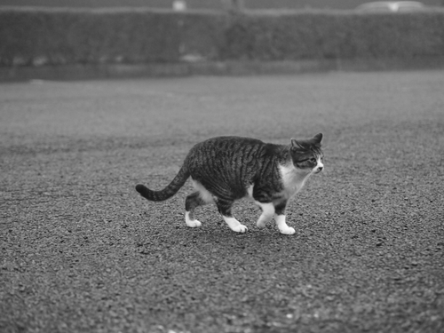 駐車場の野良ネコ達　某公園