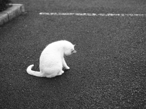 駐車場の野良ネコ達　某公園