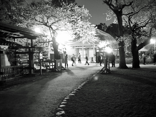 夜の小田原城　桜ライトアップfoto　10枚