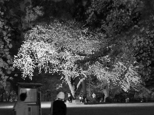 夜の小田原城　桜ライトアップfoto　10枚
