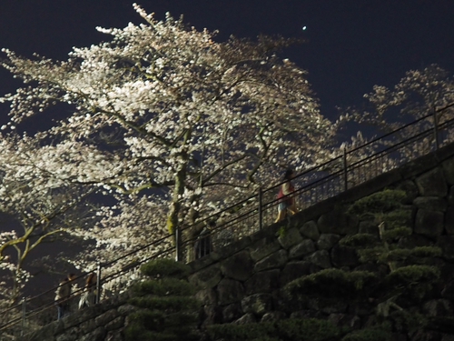 夜の小田原城　桜ライトアップfoto　10枚