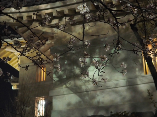 夜の小田原城　桜ライトアップfoto　10枚
