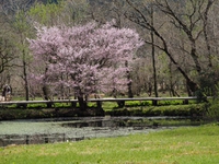 マメザクラ　湿生花園の紅一点（foto　8枚）