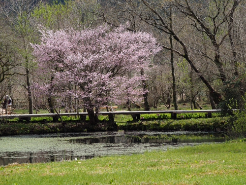 マメザクラ　湿生花園の紅一点（foto　8枚）