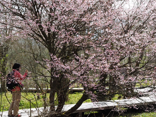 マメザクラ　湿生花園の紅一点（foto　8枚）