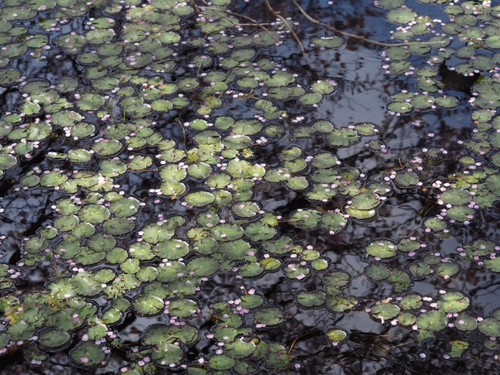 マメザクラ　湿生花園の紅一点（foto　8枚）