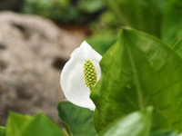 水芭蕉の花が〜　咲いてる〜♪　箱根湿生花園 2015/04/14 21:12:52