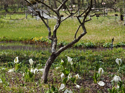 水芭蕉の花が〜　咲いてる〜♪　箱根湿生花園