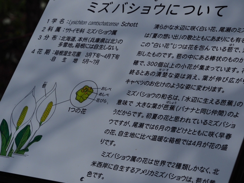 水芭蕉の花が〜　咲いてる〜♪　箱根湿生花園