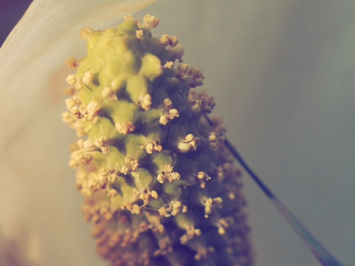 水芭蕉の花が〜　咲いてる〜♪　箱根湿生花園