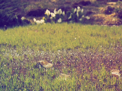 水芭蕉の花が〜　咲いてる〜♪　箱根湿生花園