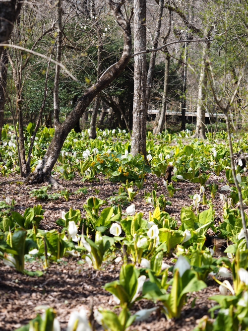 水芭蕉の花が〜　咲いてる〜♪　箱根湿生花園