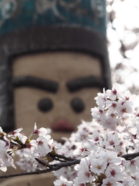 宮城野　ピンクのしだれ桜