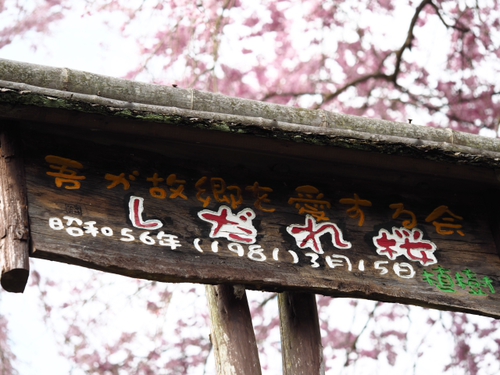 宮城野　ピンクのしだれ桜