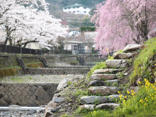 宮城野　ピンクのしだれ桜