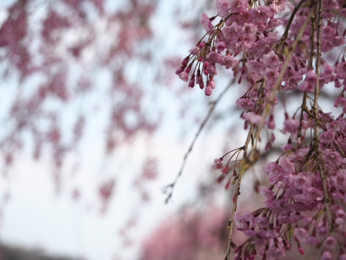 宮城野　ピンクのしだれ桜