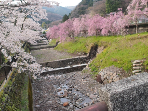 宮城野　ピンクのしだれ桜