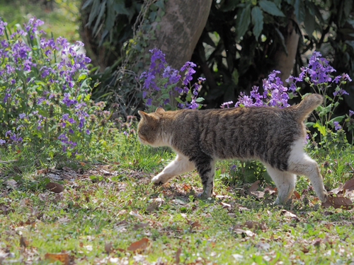 ３月下旬の弘法山公園の道端の花