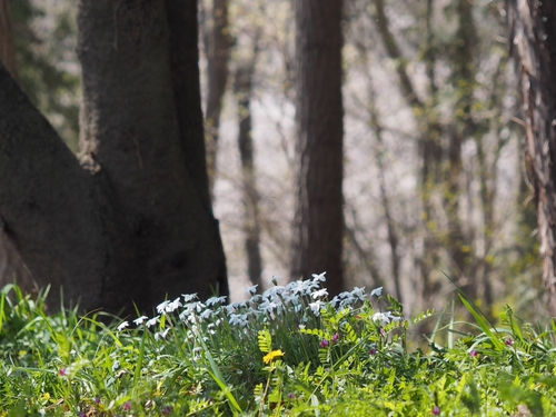 ３月下旬の弘法山公園の道端の花