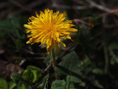 ３月下旬の弘法山公園の道端の花