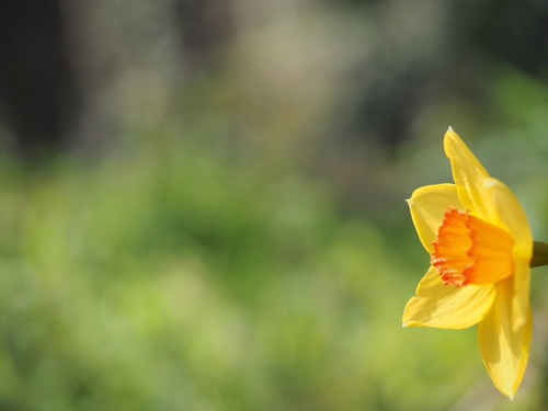 ３月下旬の弘法山公園の道端の花