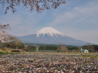 ベタ富士　4月16日の富士山　NO2　　ドライブの合間の・・・・・ 2015/04/19 13:31:31