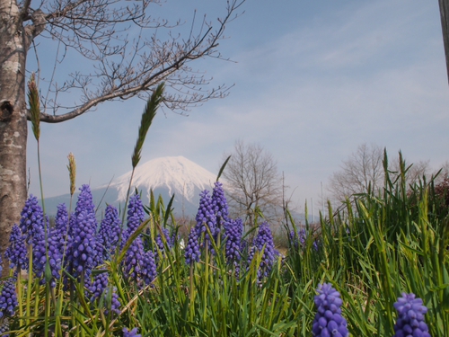 ベタ富士　4月16日の富士山　NO2　　ドライブの合間の・・・・・