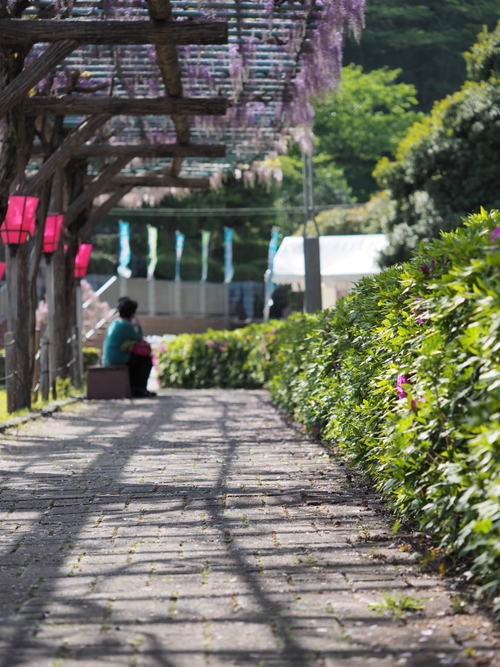 藤まつり開催中　公園の様子foto18枚　蓮花寺池公園