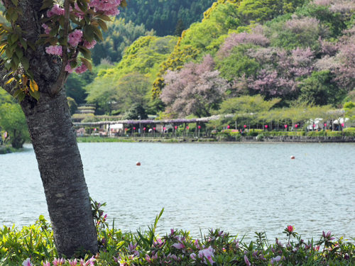 藤まつり開催中　公園の様子foto18枚　蓮花寺池公園