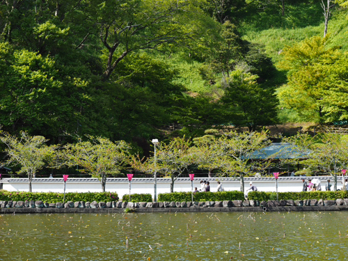 藤まつり開催中　公園の様子foto18枚　蓮花寺池公園