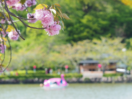 藤まつり開催中　公園の様子foto18枚　蓮花寺池公園