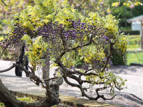 藤まつり開催中　公園の様子foto18枚　蓮花寺池公園