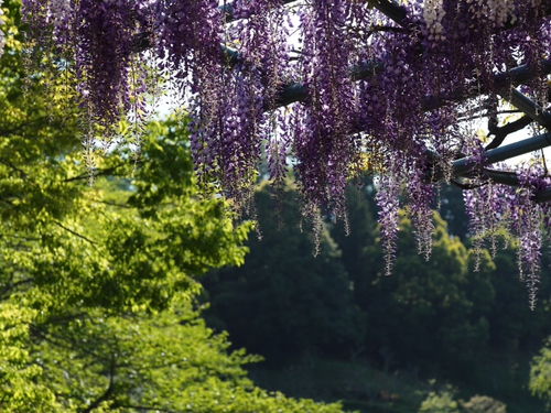 藤まつり開催中　公園の様子foto18枚　蓮花寺池公園
