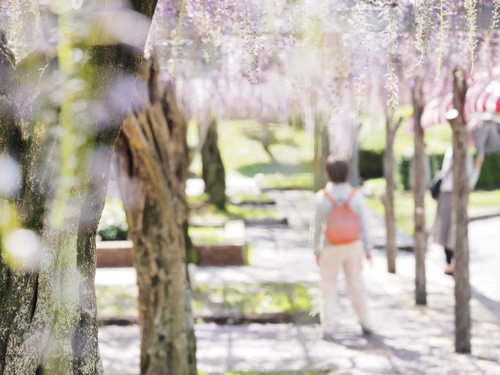 藤まつり開催中　公園の様子foto18枚　蓮花寺池公園