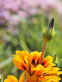 伊豆四季の花公園　花foto　14枚 2015/04/30 22:13:25