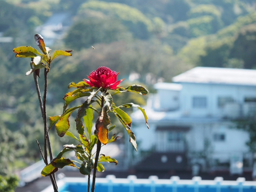 伊豆四季の花公園　花foto　14枚