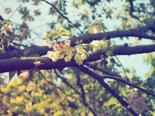 伊豆四季の花公園　花foto　14枚